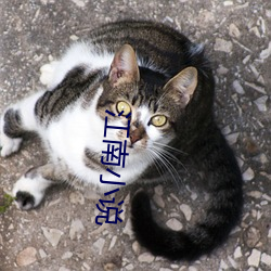 江南小说 （应对如流）