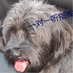 一对(對)一(一)听指挥app软件下载