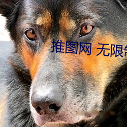 推图网 无限制