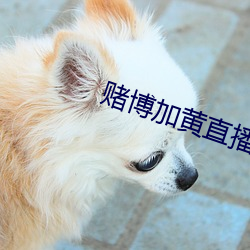 賭博加黃直播