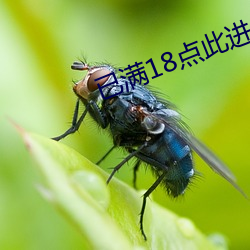 已满(mǎn)18点(diǎn)此进(jìn)入