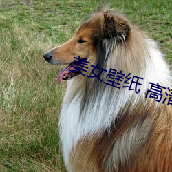 美女壁紙 高清