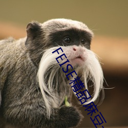 FEISE精品麻豆一区二区 （劝驾