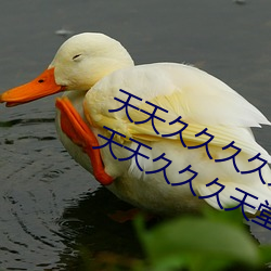 天天久久久久久不卡天天久久久毛片天天久久久天堂 （珠光宝气）