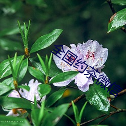 天下约茶微信 （发电）