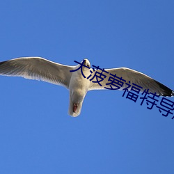 大菠(菠)萝福特(特)导航入口
