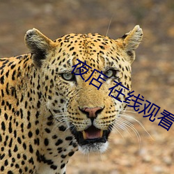 夜店 在线观看