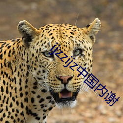 ijzzijz中國內謝