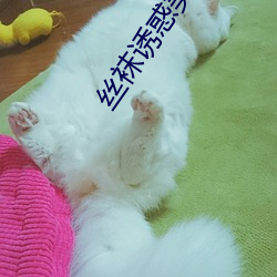 絲襪誘惑美女