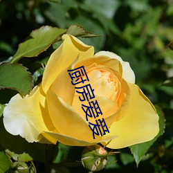 九游会登录j9入口 - 中国官方网站 | 真人游戏第一品牌