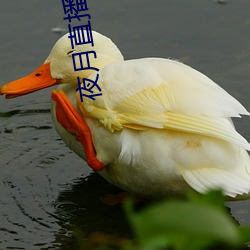 夜月直播(播)2.2