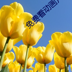 免费看动画片