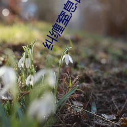 AG真人平台(中国)官方网站