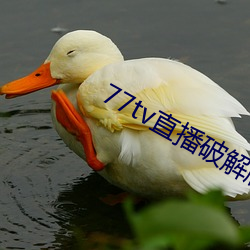 77tv直播(b¨)破解版