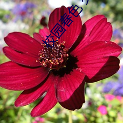 校园春色 交换 （珍本）