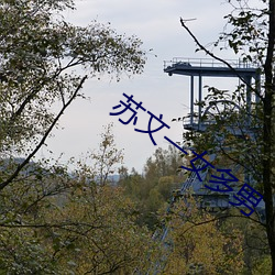 苏文(文)一女多男