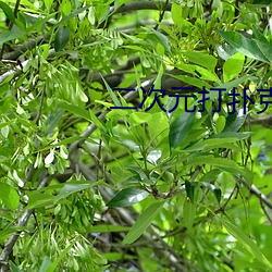 二次元打(dǎ)扑克牌又疼(téng)又叫的