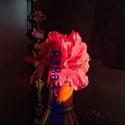 838a t∨浪花直播安卓