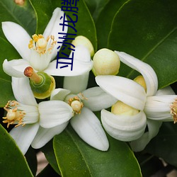亚洲龙腾小说
