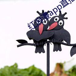 红浪漫app直播 （讲信修睦）