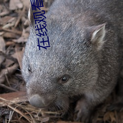 在線觀看色直播