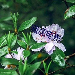 骚虎电影