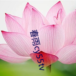 春雨cy55tv