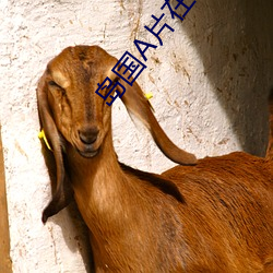 岛国A片在线 （遮蔽）