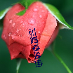 忘夏草单曲 （装模作样）