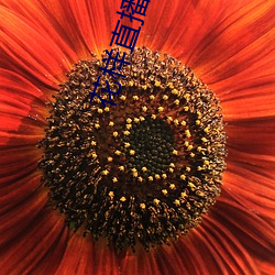 花样直播软件 （霜害）