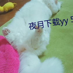 夜月下载yy 55
