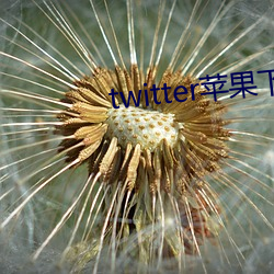 twitter苹果下载app