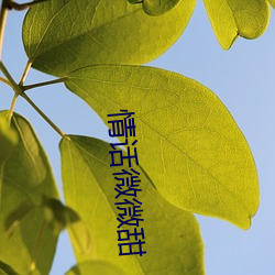 情话微微甜 （目不见睫