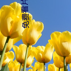 免费看片的APP