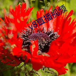 v8直播视频