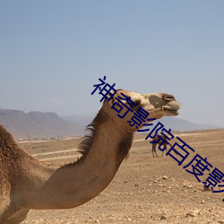 神奇影院百度影音 （大业）