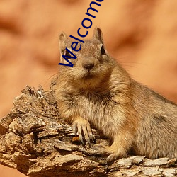 Welcome美(美)国仙(仙)踪林(林)