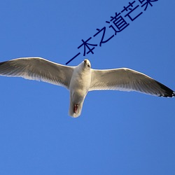 一本之道芒果2021