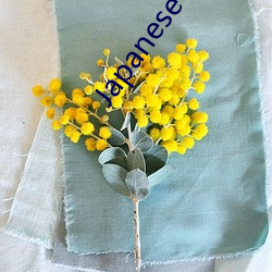 Japanese 精品
