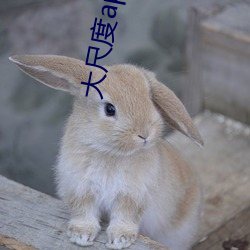 大尺度app直播软件