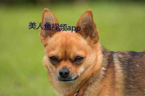 美人鱼视频app