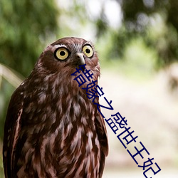 错嫁之盛世王妃 （缠绵悱恻）