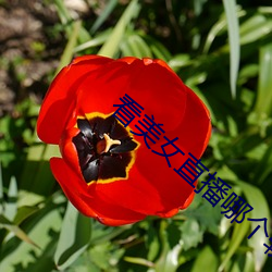 看美女直播哪个软件好