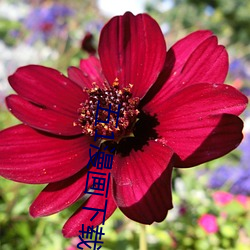 金年会(中国)官方网站