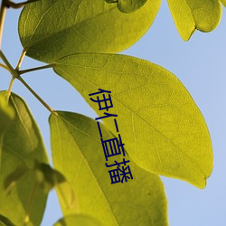 伊仁直播