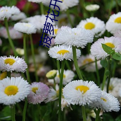 菠萝花(huā)开(kāi)视频