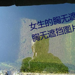 女生(生)的(的)胸无遮挡图片素(素)材(材)(女生(生)的胸无遮挡(擋)图片(片)素材库(庫))