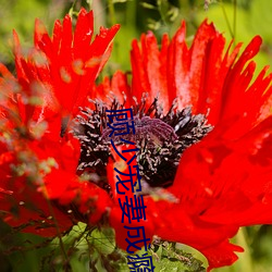 顾少宠妻成瘾 （佯轮诈败）