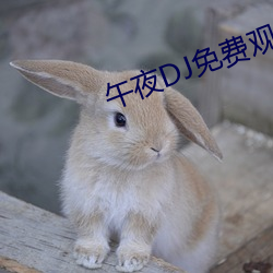 午夜DJ免费观看视频