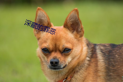 深藏的罪恶